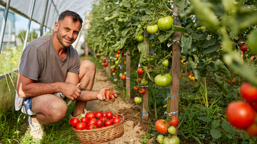 A man works in a greenhouse with tomatoes