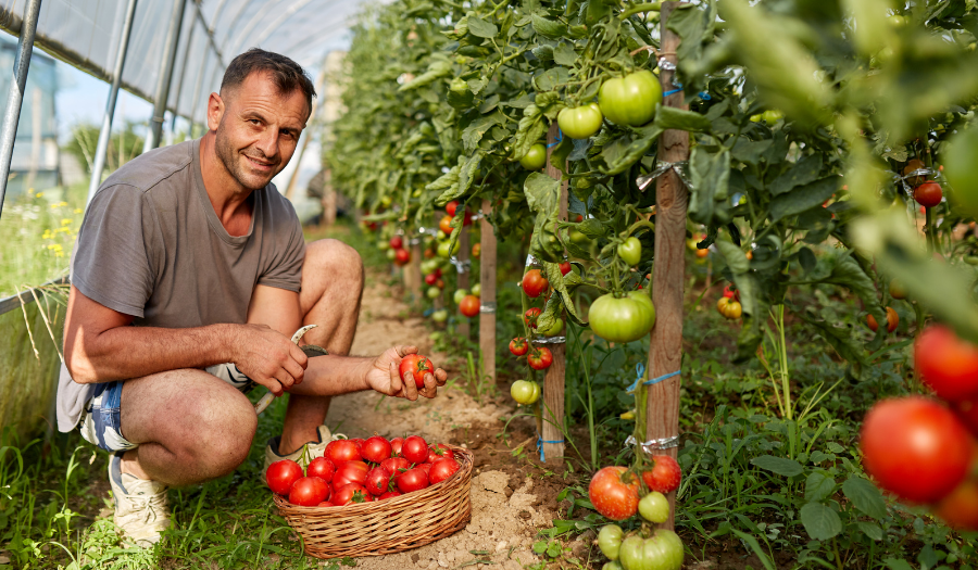 Man in tomato greenhouse